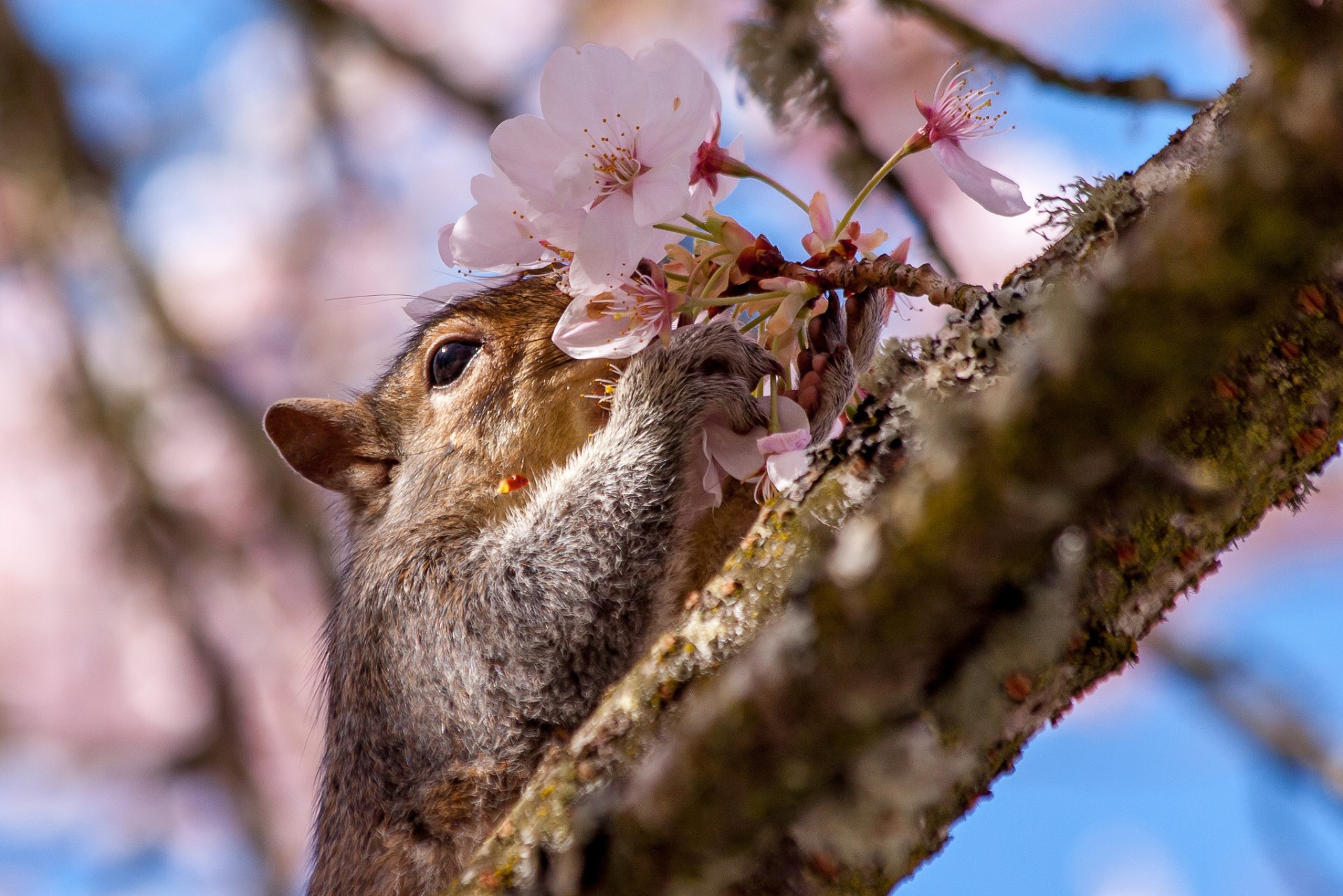 Download Blossom Pink Flower Flower Rodent Animal Squirrel HD Wallpaper ...