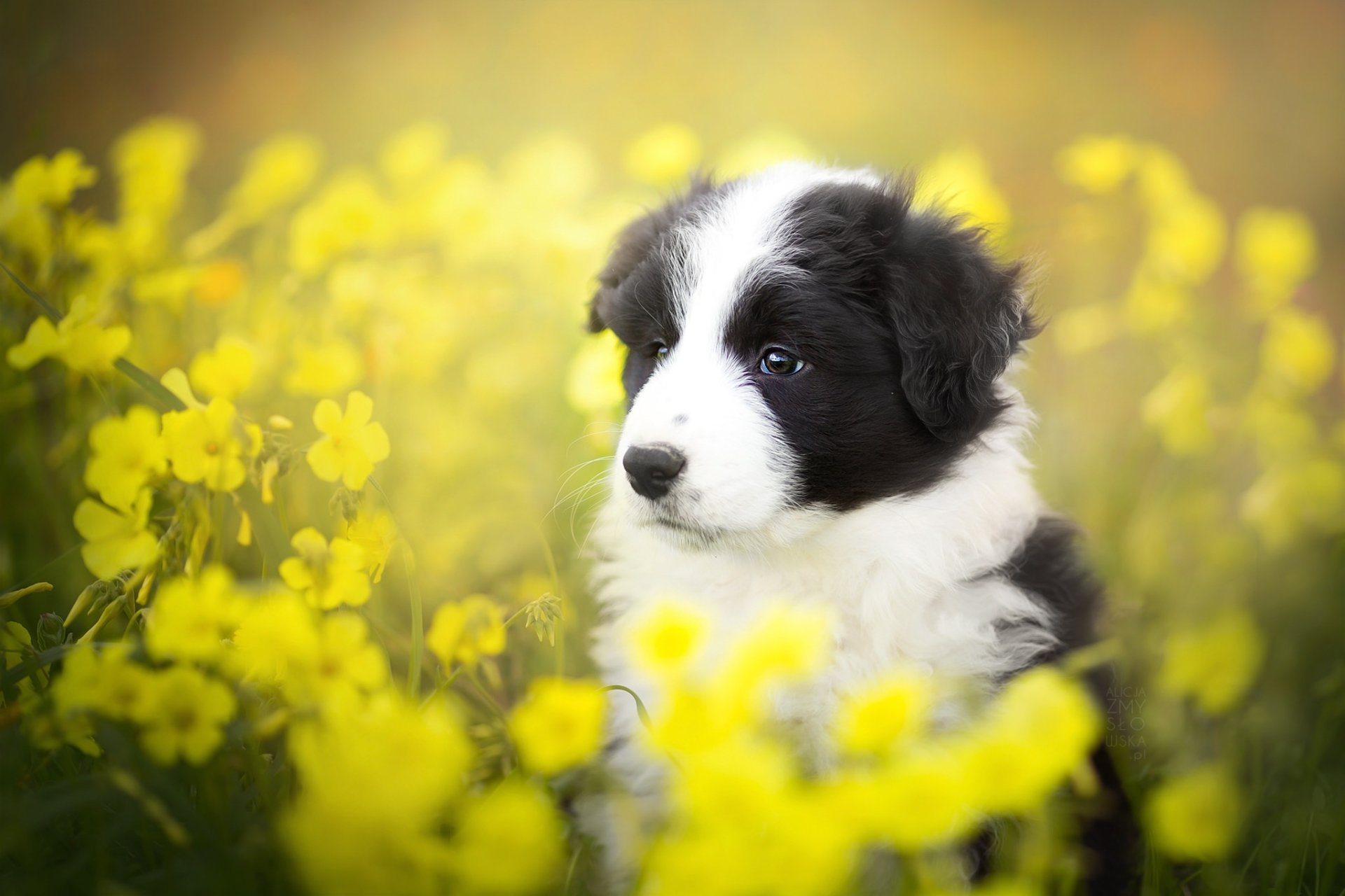 Download Blur Flower Yellow Flower Baby Animal Puppy Dog Animal Border Collie  HD Wallpaper by Alicja Zmysłowska