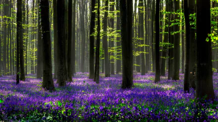 A vibrant spring forest with tall trees and a carpet of purple hyacinth flowers in full bloom, creating a serene natural scene in HD resolution.