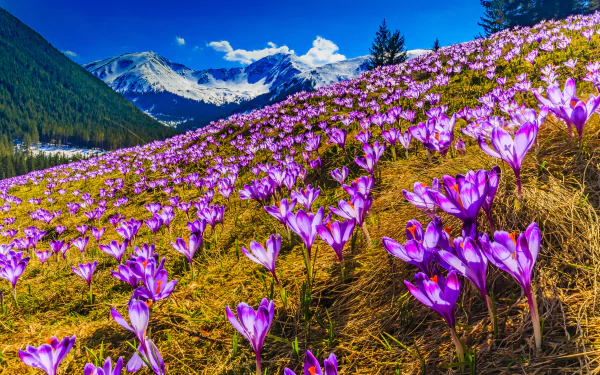 wildflower purple flower spring flower nature crocus HD Desktop Wallpaper | Background Image