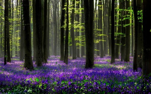 Nature Hyacinth Flowers Flower Purple Flower Spring Forest HD Wallpaper | Background Image