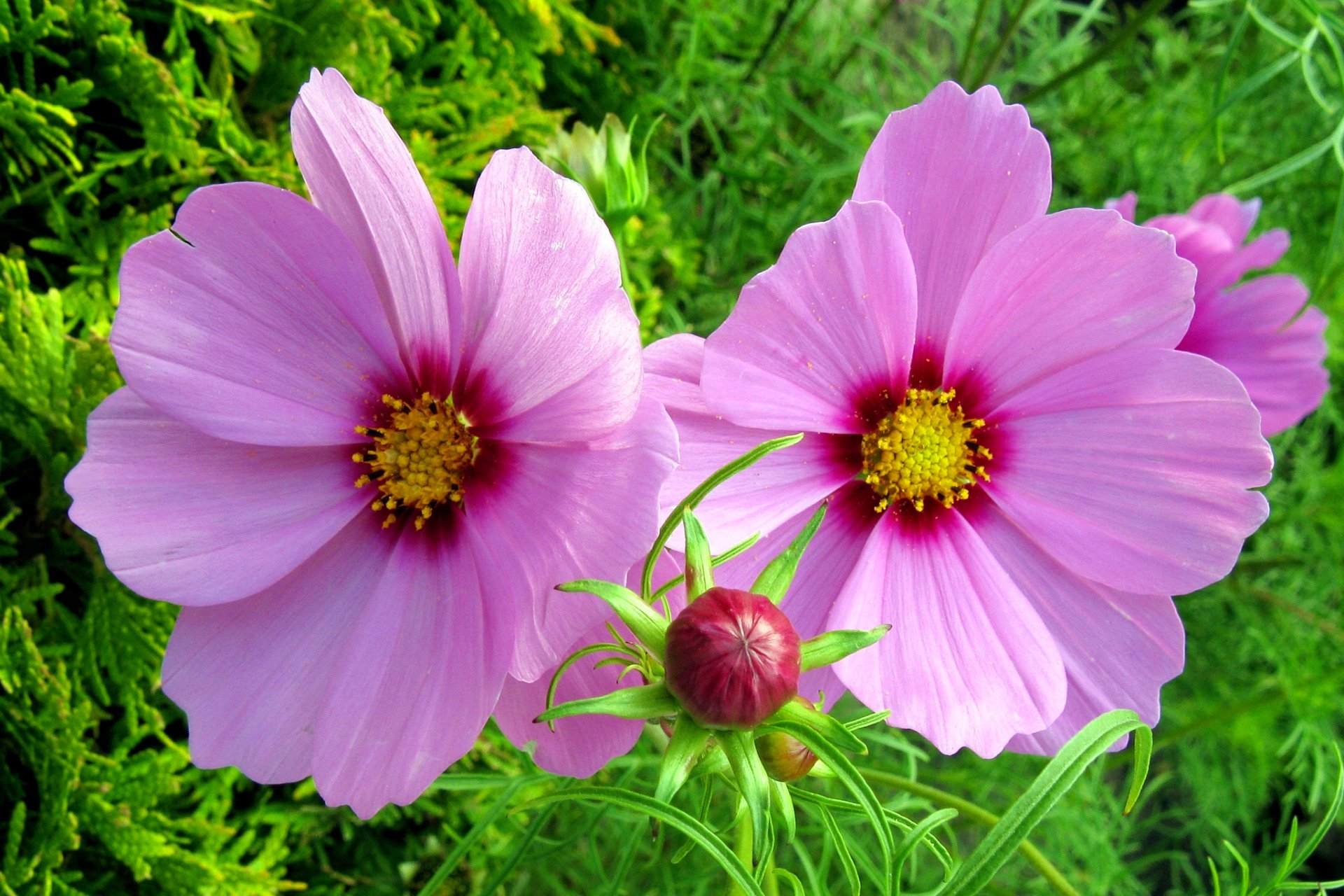 Download Close-up Pink Flower Flower Nature Cosmos HD Wallpaper