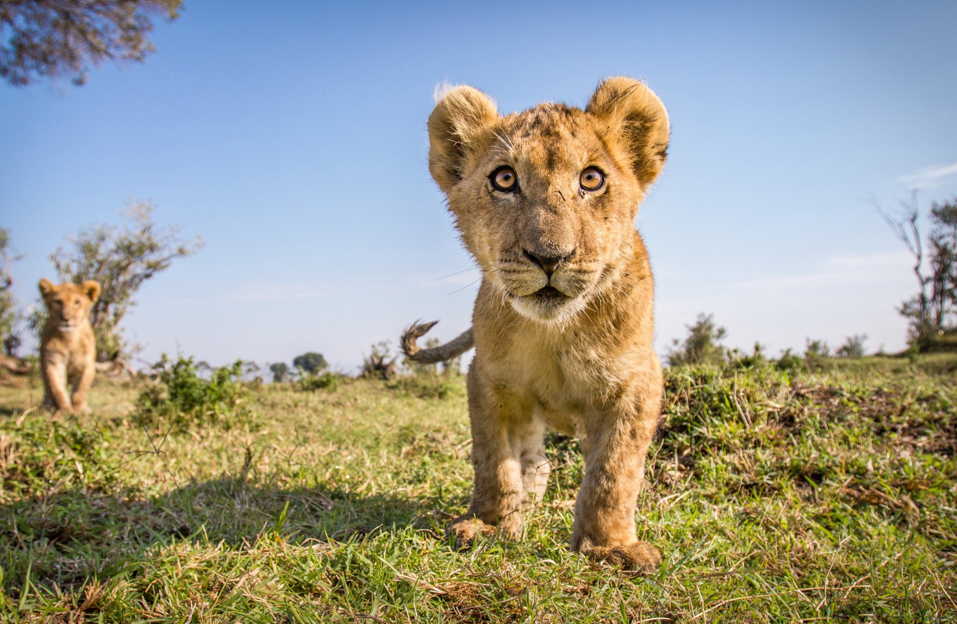 Lion HD Wallpaper | Background Image | 2000x1304 | ID:828656 ...