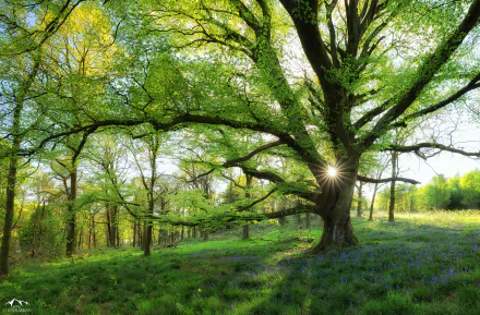 A vibrant spring forest scene with lush green trees and sunlight filtering through branches, captured in stunning 4K Ultra HD for a PC desktop background.