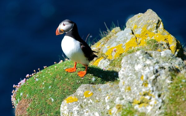 Puffin HD Wallpaper | Background Image | 2436x1875 | ID:407543 ...