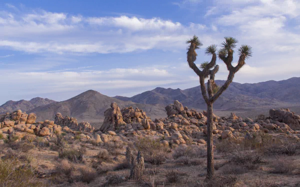  Joshua Tree National Park California USA