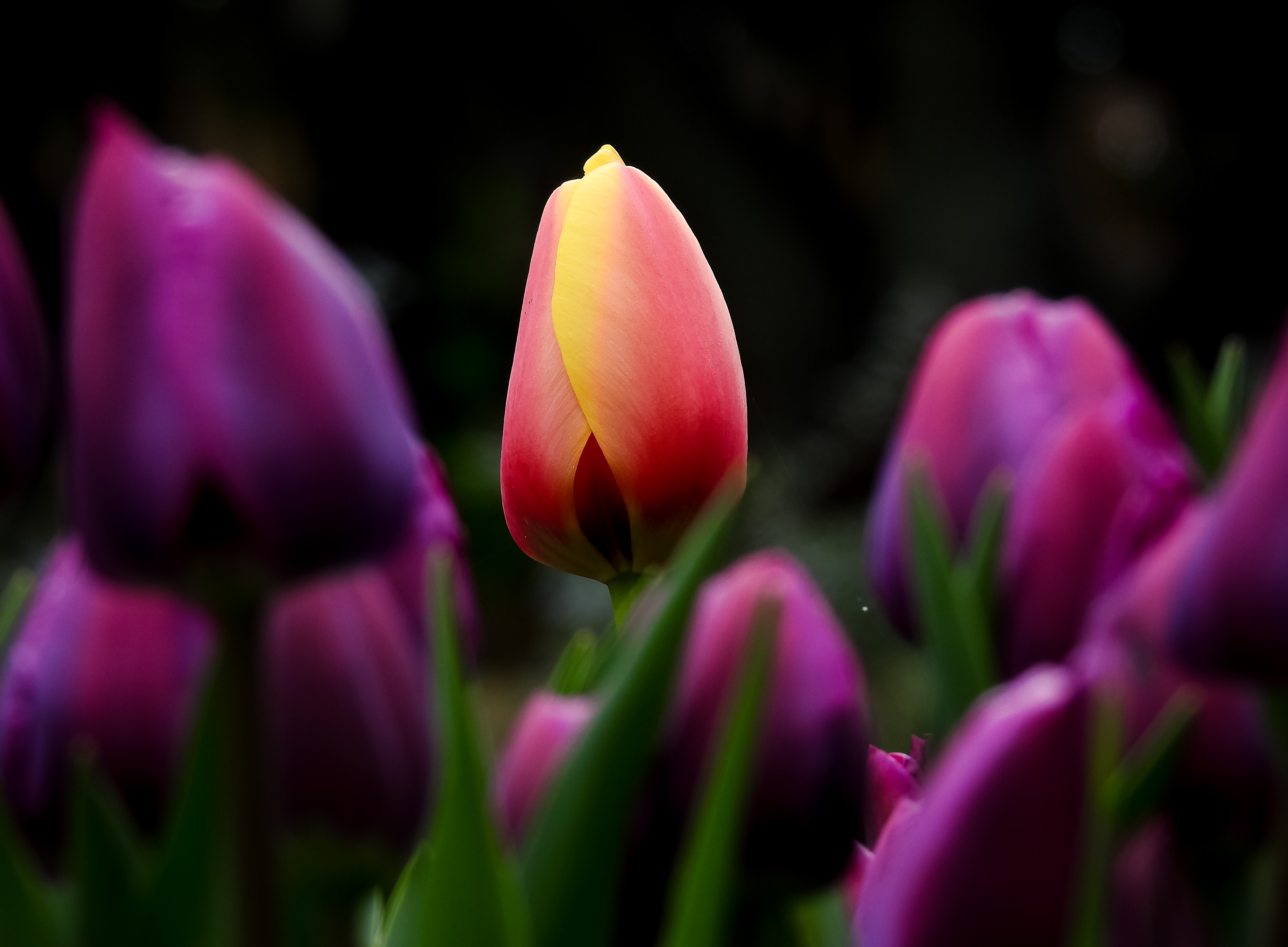 Nature Tulip 4k Ultra HD Wallpaper