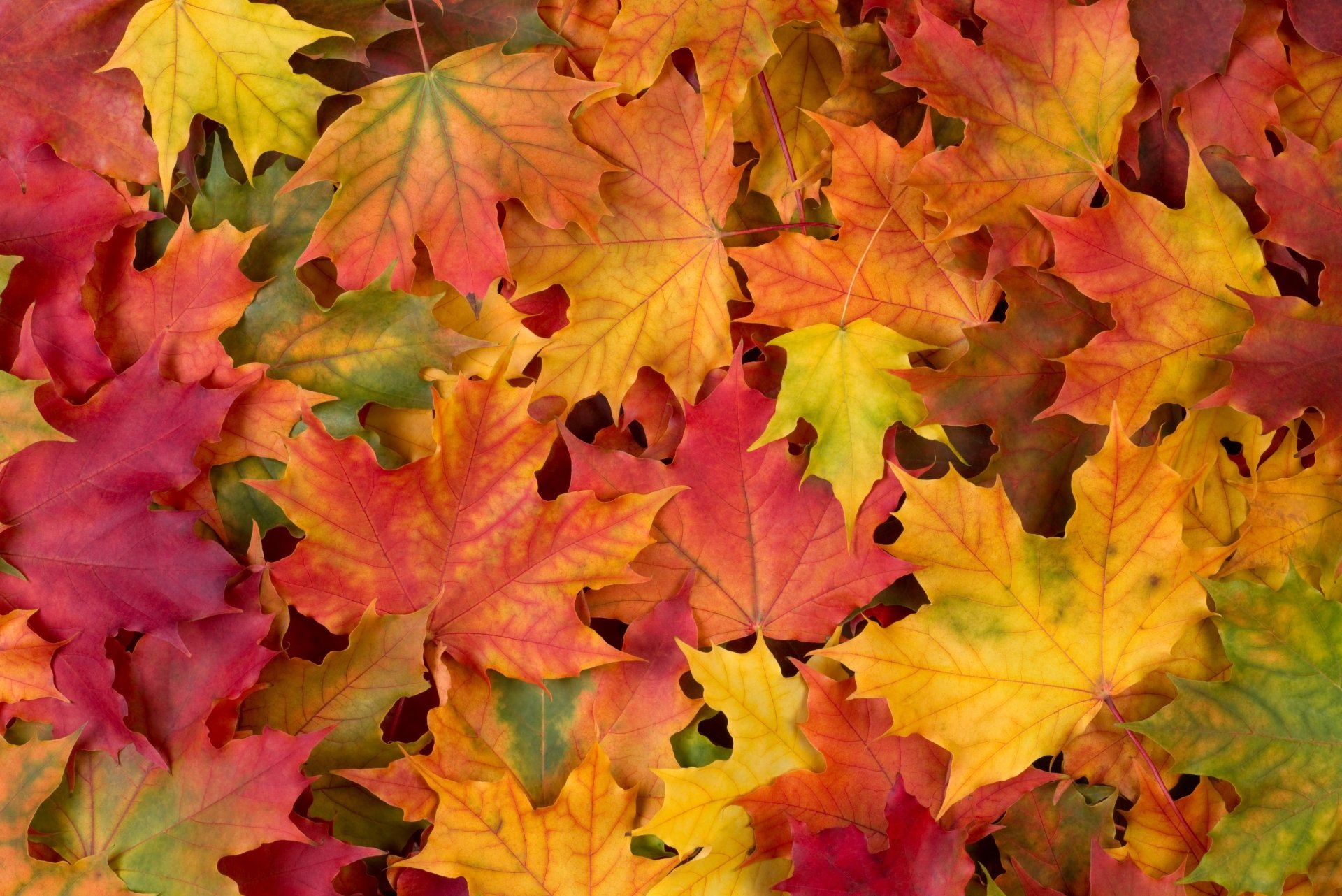 Download Fall Close-up Nature Leaf 4k Ultra HD Wallpaper