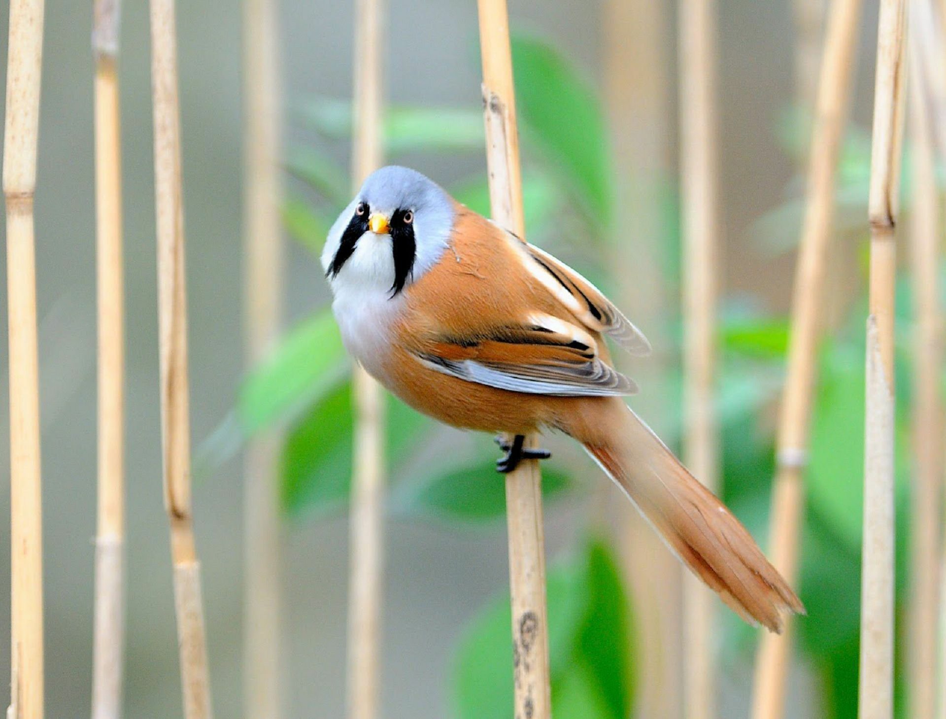 HD PC desktop wallpaper background of an animal: a bearded reedling passerine bird perched on reed stems, warm orange plumage and black 'moustache' markings against soft green blur.
