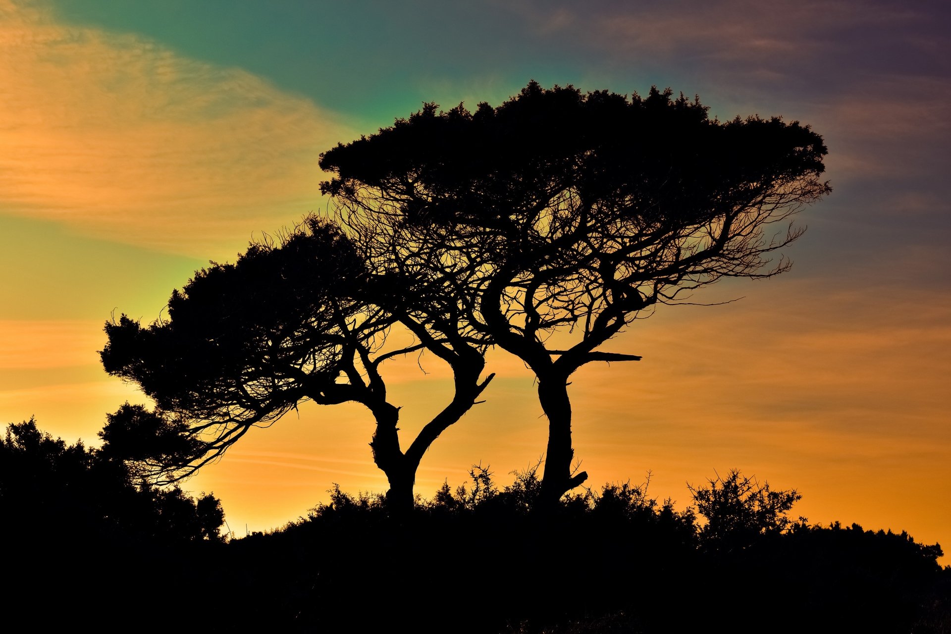 Download Cypress Tree Silhouette Nature Sunset 4k Ultra HD Wallpaper