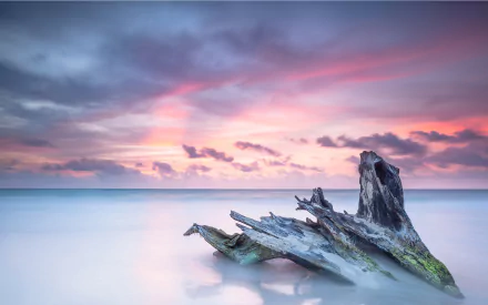 driftwood sunset sky cloud horizon nature ocean HD Desktop Wallpaper | Background Image