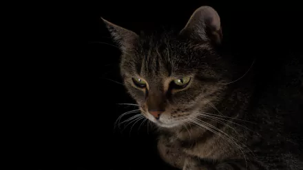 Dark HD PC desktop wallpaper/background showing a tabby cat (animal) emerging from black shadows, its green eyes and whiskers softly highlighted.