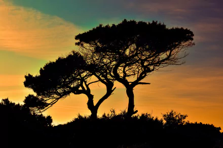  Cypress Tree Sunset Silhouette