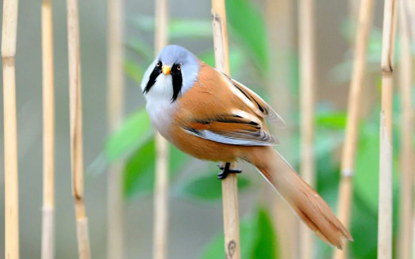 passerine bird Animal bearded reedling HD Desktop Wallpaper | Background Image