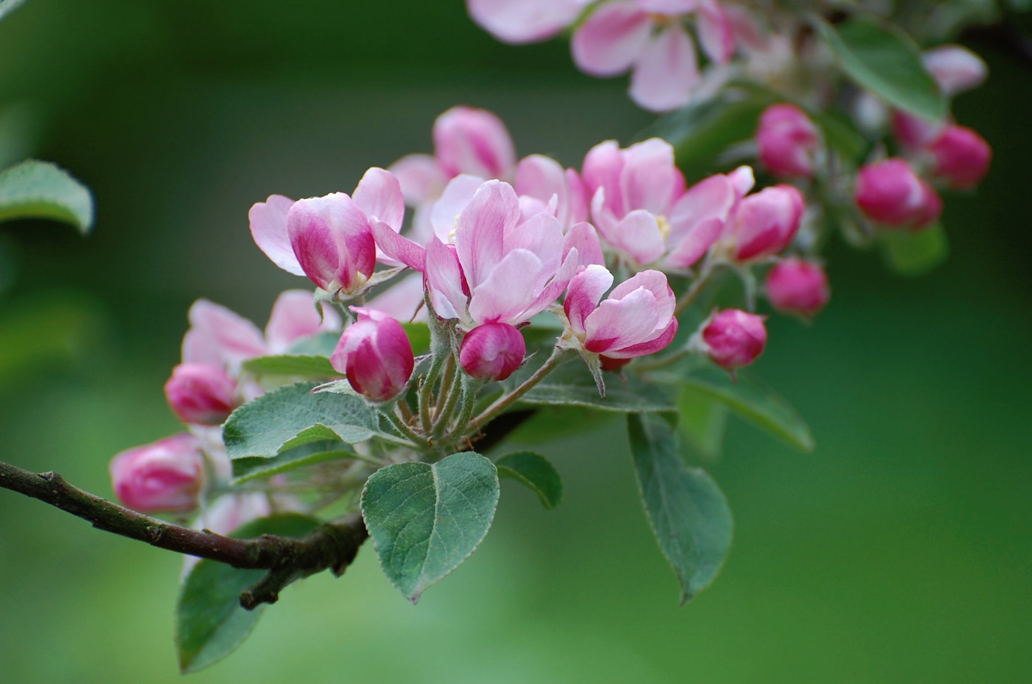 Apple Blossom Flowers Hd Wallpaper Background Image 48x1358