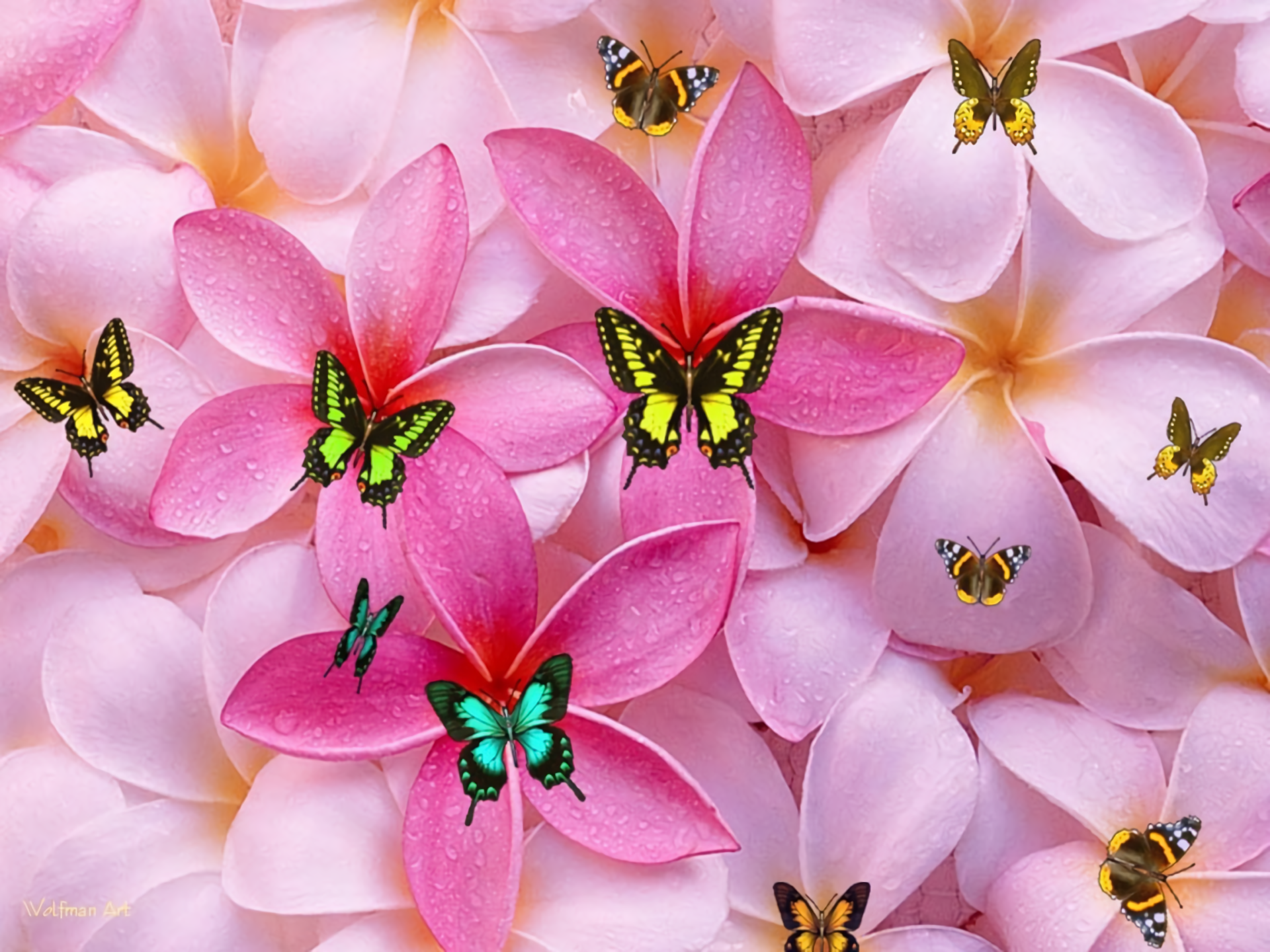 Pink Plumeria and Butterflies by WolfmanArt