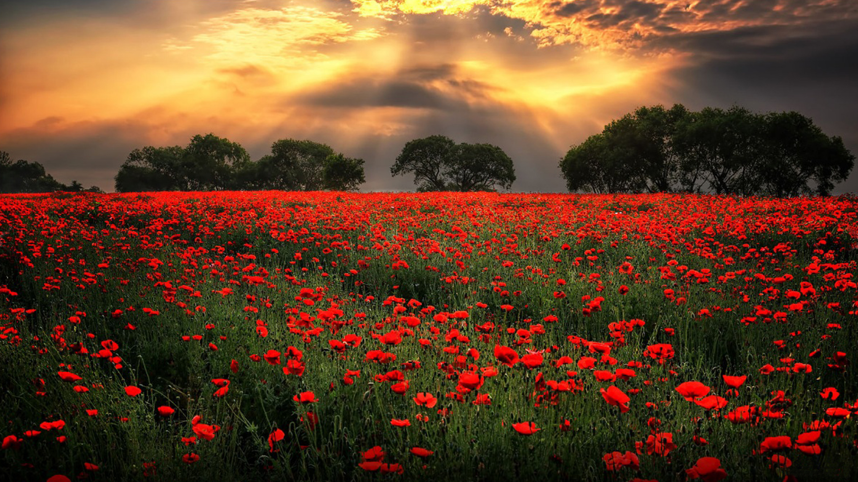 Amazing Sky over Poppy Field HD Wallpaper | Background Image