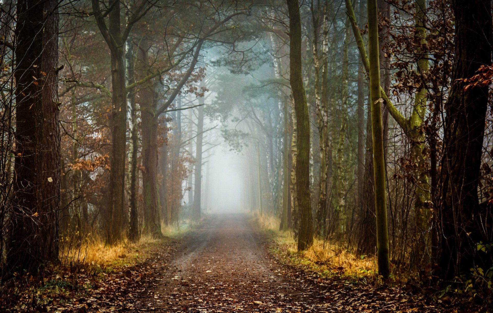 Download Fall Fog Dirt Road Forest Nature Path Hd Wallpaper