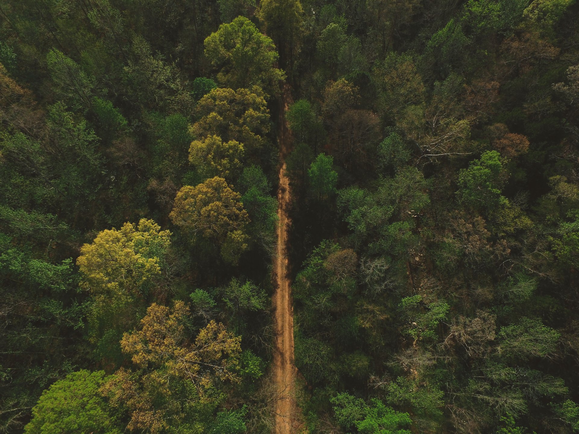 Download Dirt Road Aerial Nature Forest 4k Ultra HD Wallpaper