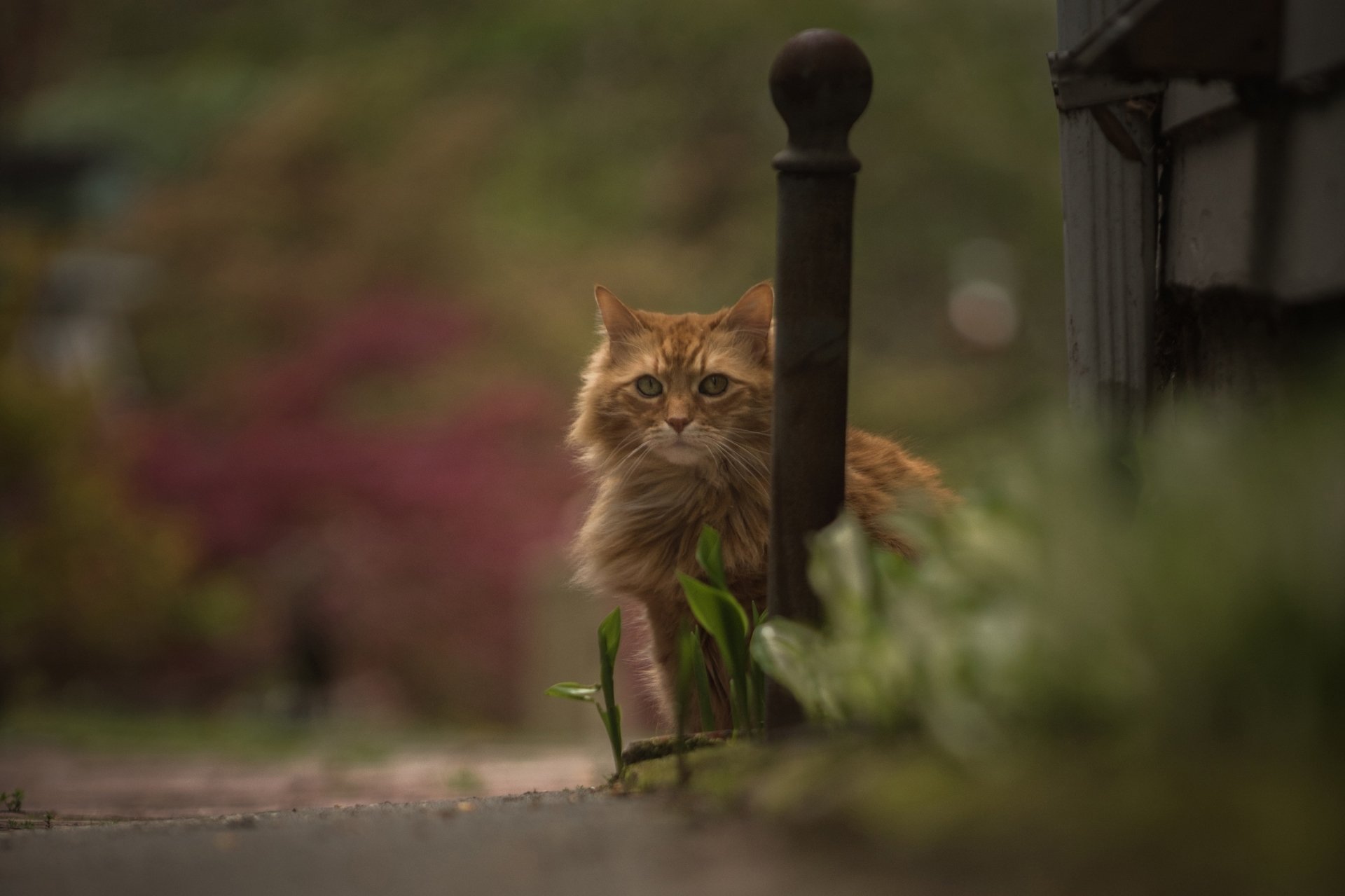 Download Blur Stare Animal Cat HD Wallpaper