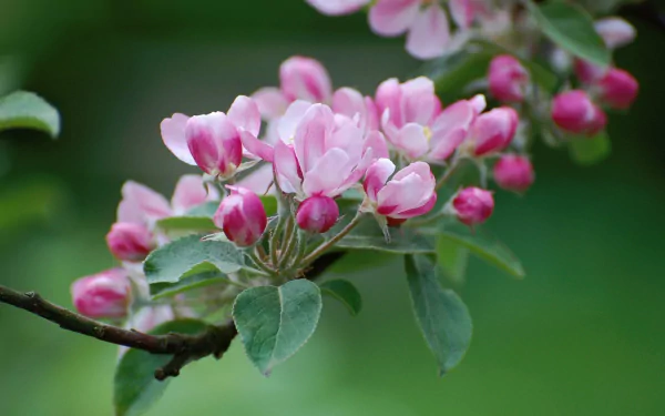 HD desktop wallpaper featuring a close-up of a branch with pink apple blossom flowers in full bloom against a blurred green nature background.