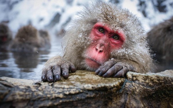 Animal Japanese Macaque Monkeys Macaque Face HD Wallpaper | Background Image