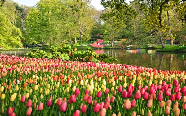 Photography Park Netherlands Spring Tulip Flower Tree Pond HD Wallpaper | Background Image