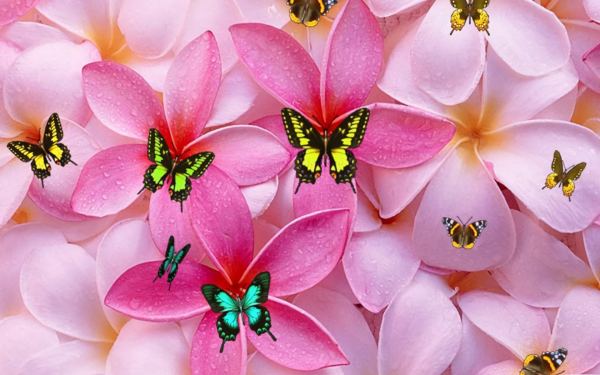 Artistic Butterfly Colorful Flower Plumeria Pink HD Wallpaper | Background Image