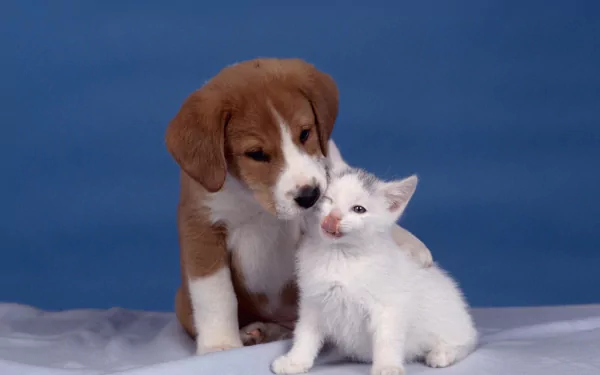 A heartwarming HD wallpaper featuring a cute puppy giving a loving kiss to an adorable kitten against a blue background.