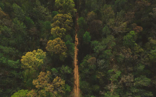 dirt road aerial nature forest HD Desktop Wallpaper | Background Image