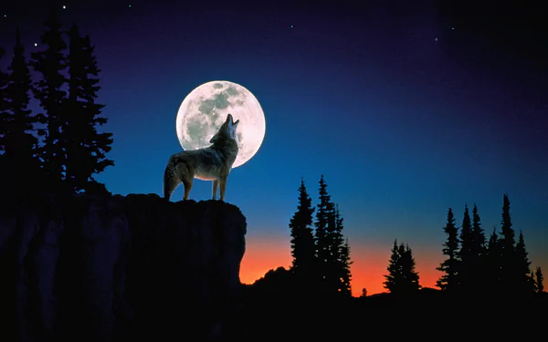 A wolf howls on a cliff under a full moon with a starry night sky, framed by silhouettes of pine trees. This HD desktop wallpaper captures the serene wilderness at twilight.