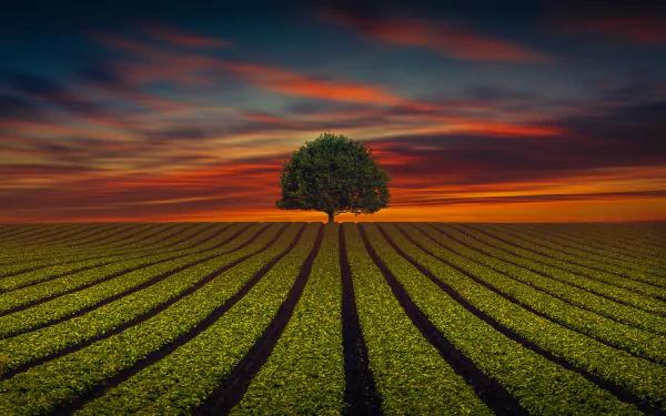 sunset lonely tree field nature tree HD Desktop Wallpaper | Background Image