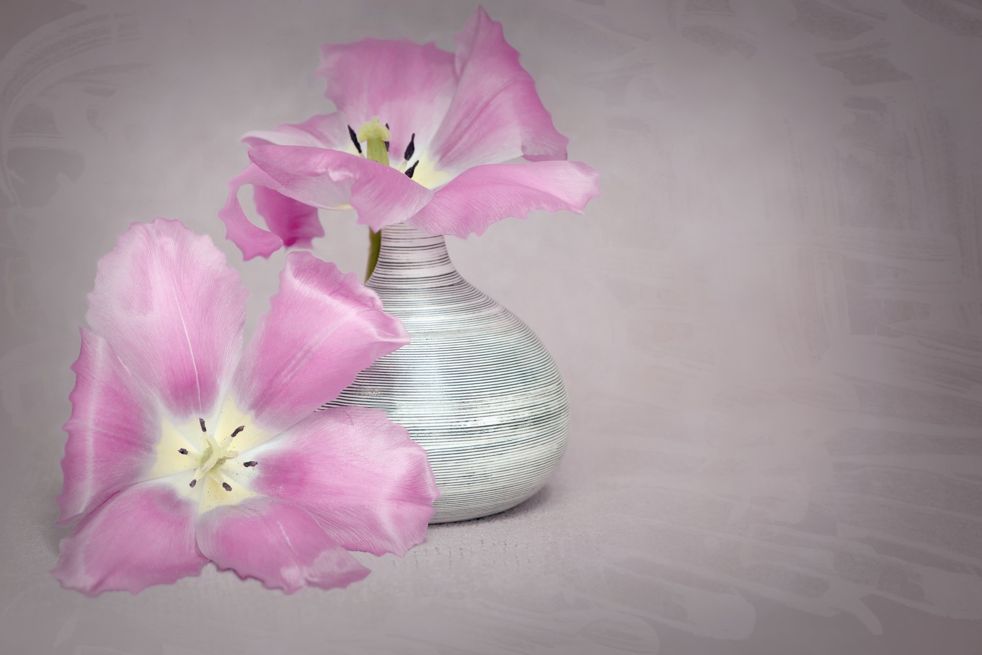 Download Pink Flower Flower Vase Photography Still Life 4k Ultra HD Wallpaper