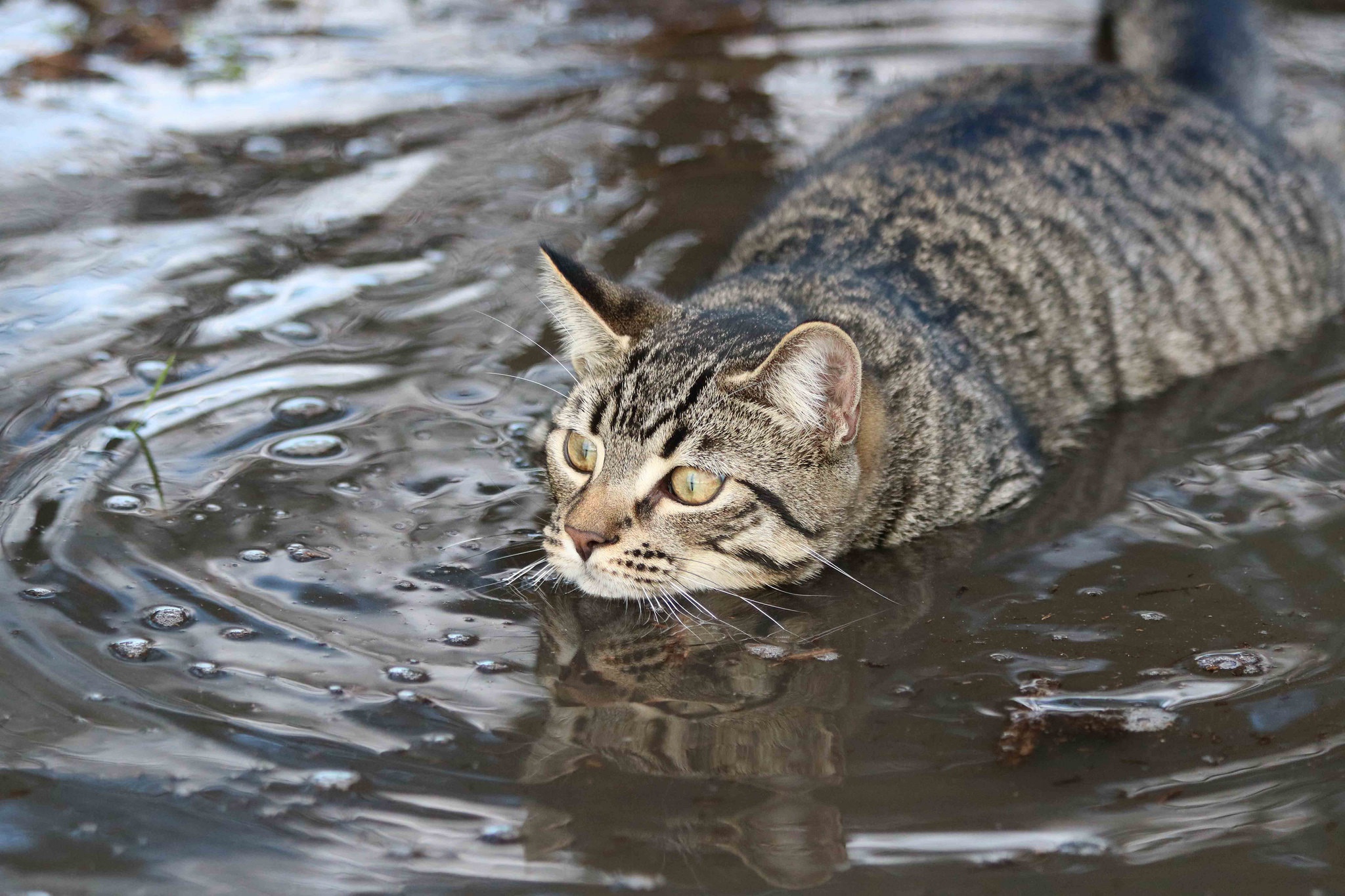 Download Water Animal Cat HD Wallpaper