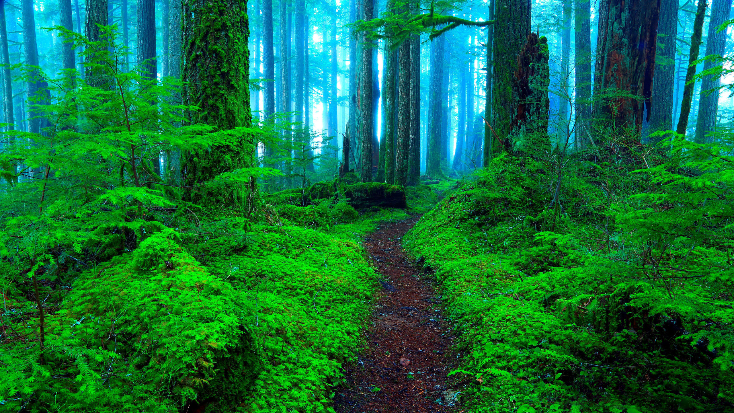 Misty Green Forest by Randall J. Hodges