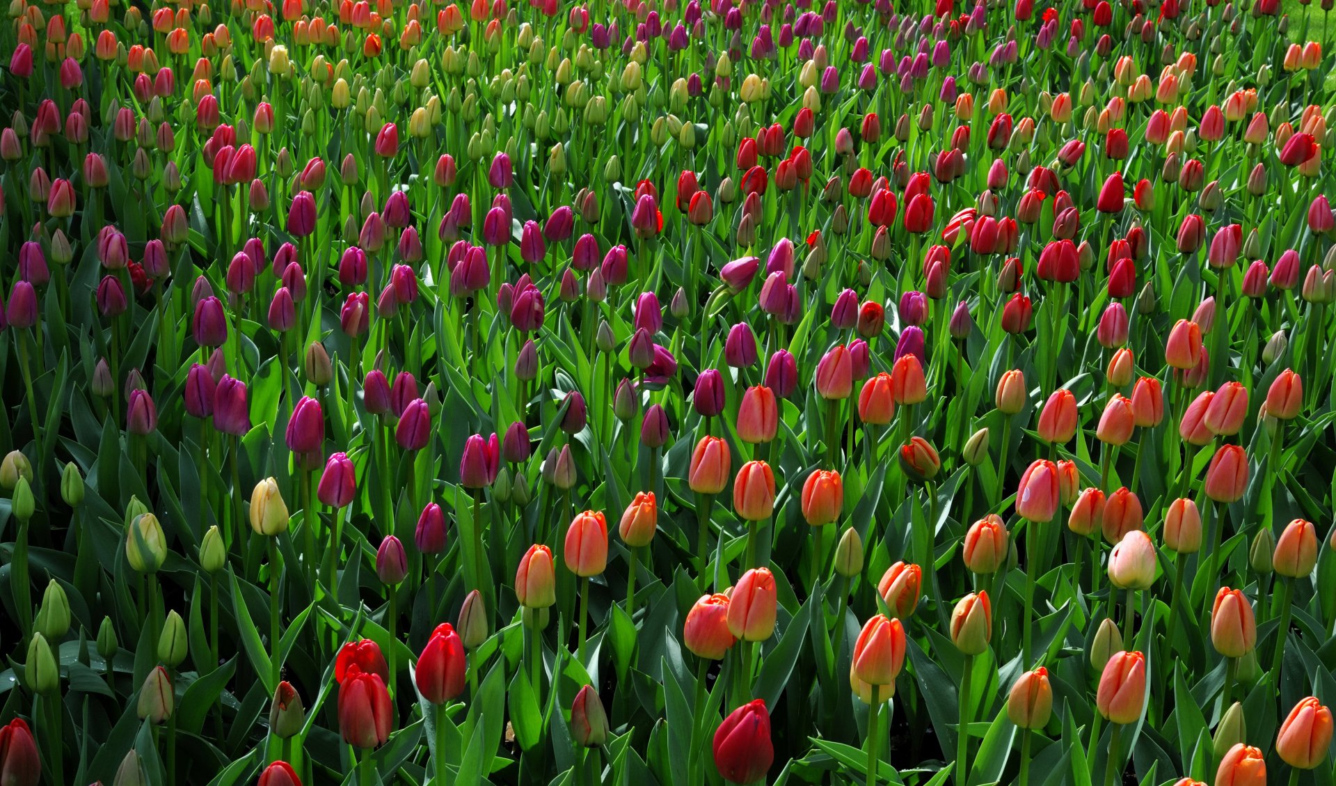 Download Summer Red Flower Purple Flower Flower Nature Tulip HD ...