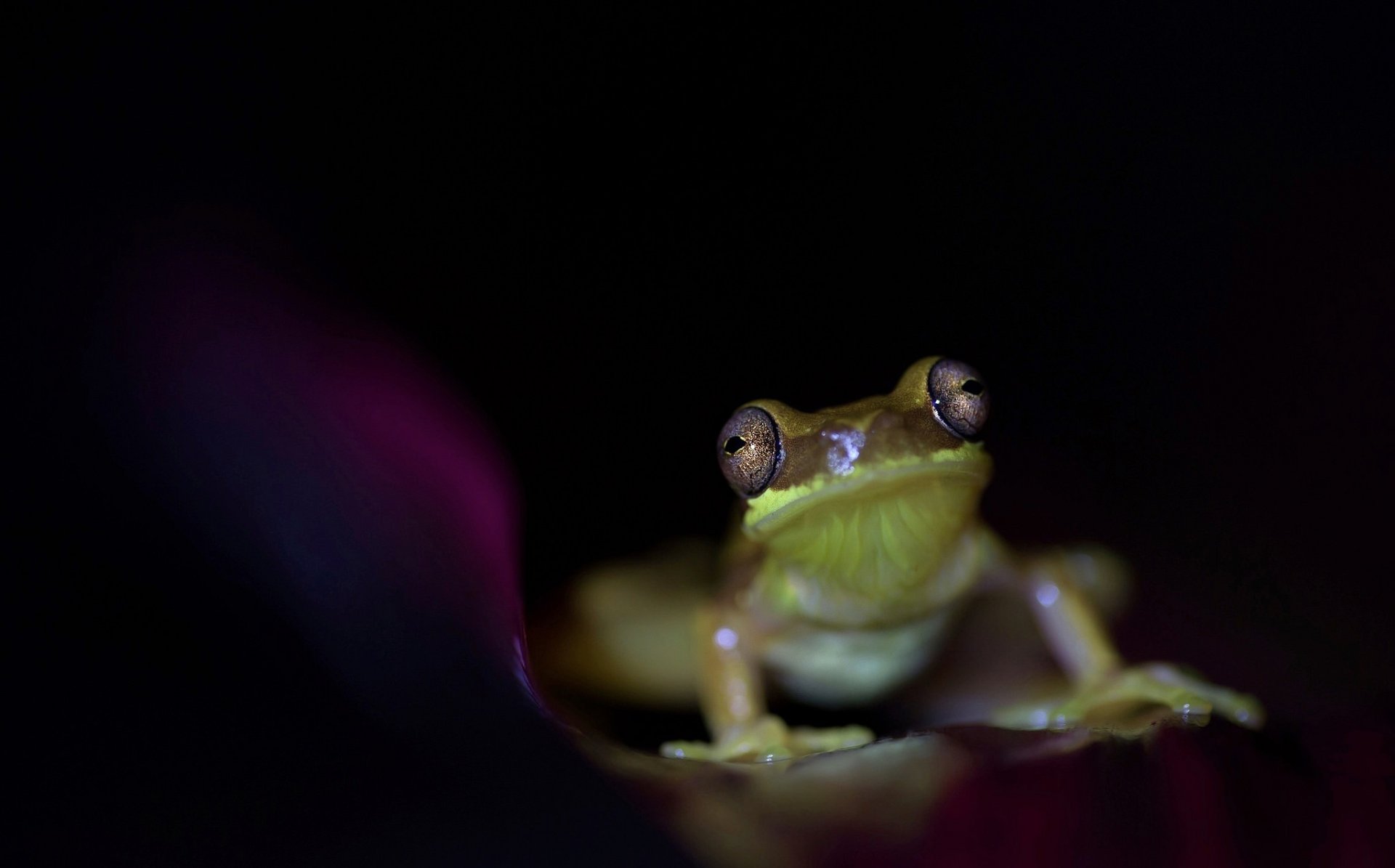 Download Amphibian Animal Frog HD Wallpaper
