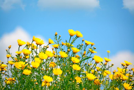  Yellow Flowers