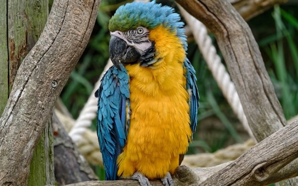 Animal Blue-and-yellow Macaw Birds Parrots Macaw Bird Stare HD Wallpaper | Background Image