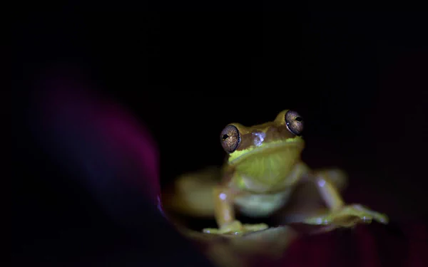 amphibian Animal frog HD Desktop Wallpaper | Background Image