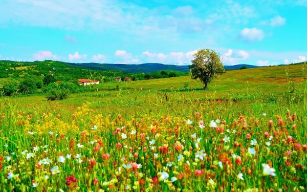 Photography Landscape Earth Field Grass Flower Spring Colorful HD Wallpaper | Background Image
