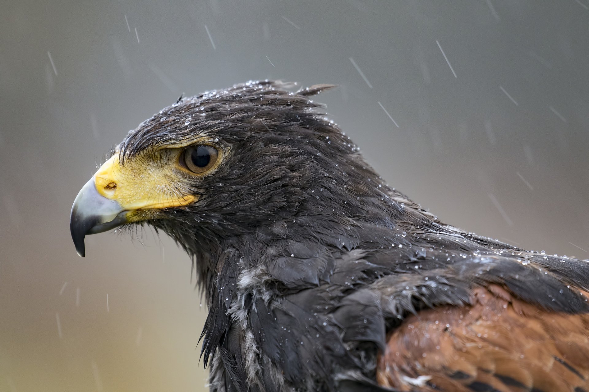 Download Bird Of Prey Beak Bird Animal Eagle HD Wallpaper