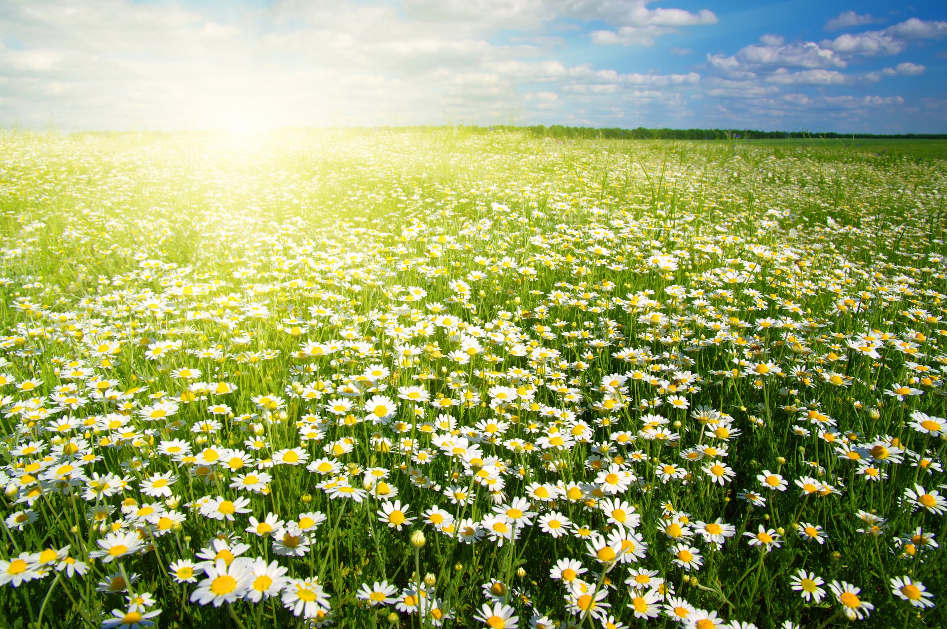 Download White Flower Sun Sunshine Spring Field Flower Nature Camomile ...