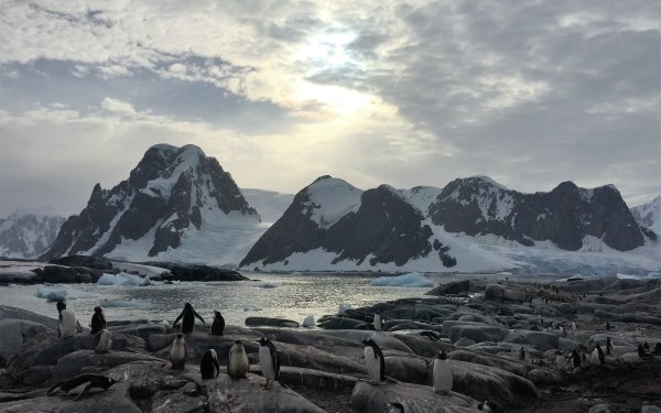 Animal Penguin Birds Penguins Antarctica Wildlife Bird Mountain Snow Iceberg Rock HD Wallpaper | Background Image