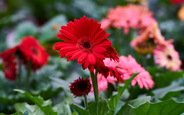 red flower flower nature gerbera HD Desktop Wallpaper | Background Image