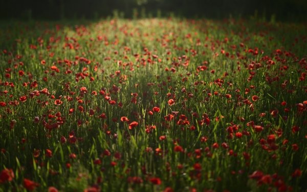 Earth Poppy Flowers Nature Flower Field Summer Red Flower HD Wallpaper | Background Image