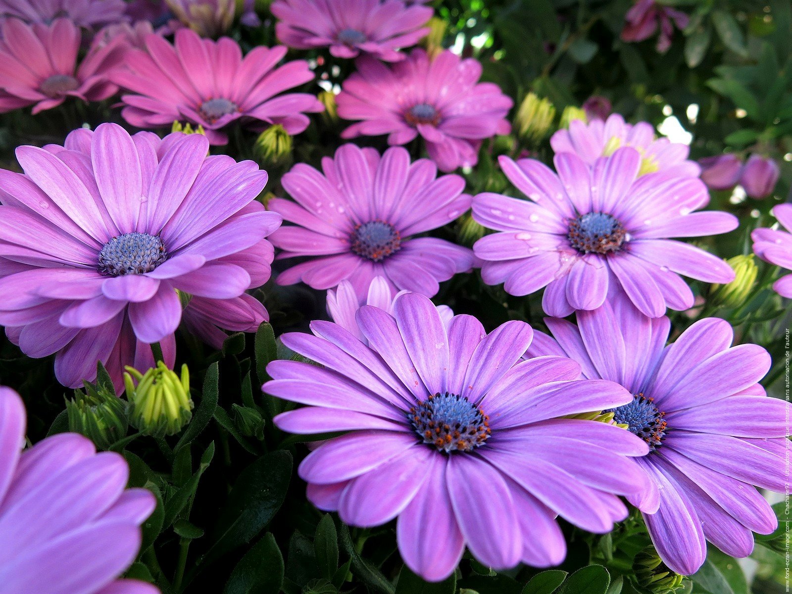 Download Purple Flower Daisy Flower Nature Wallpaper