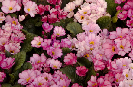  Pink Primula