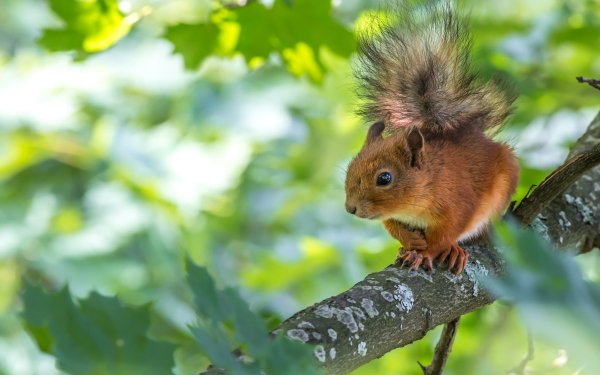 Animal Squirrel Rodent Branch HD Wallpaper | Background Image