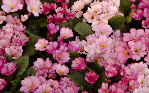  Pink Primula